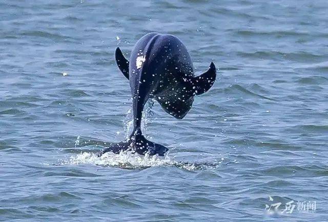 长江流域水生生物资源量呈恢复态势