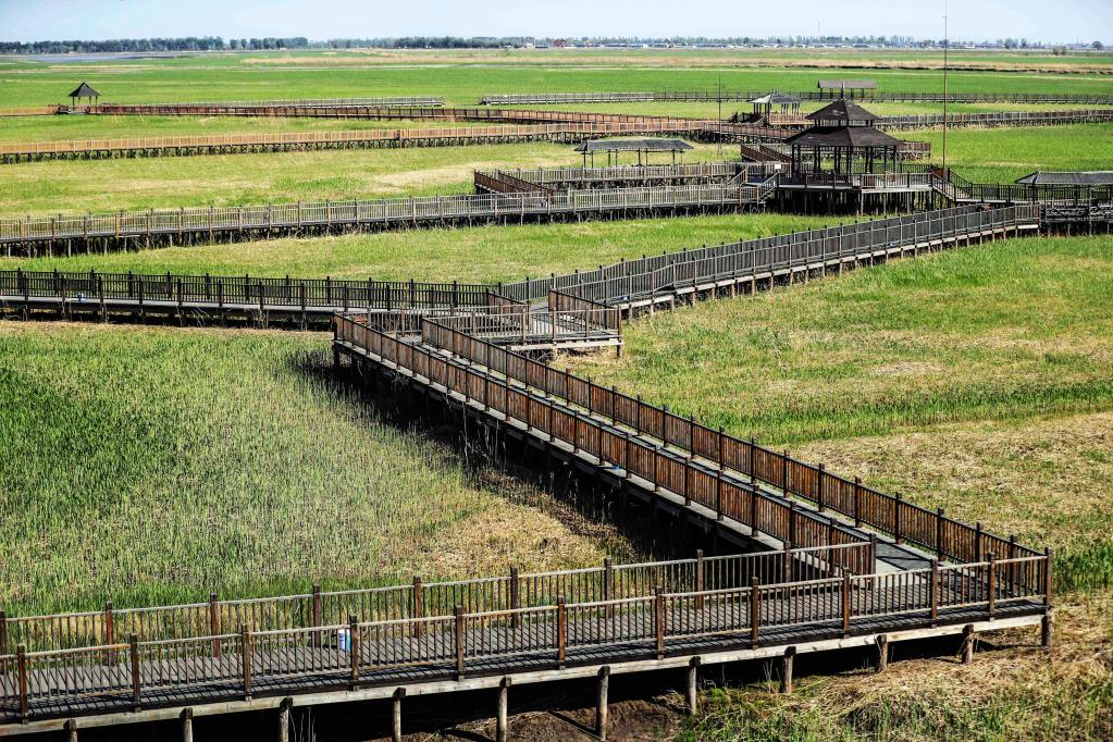 绿染中国丨让“美”生态理念入“木”三分