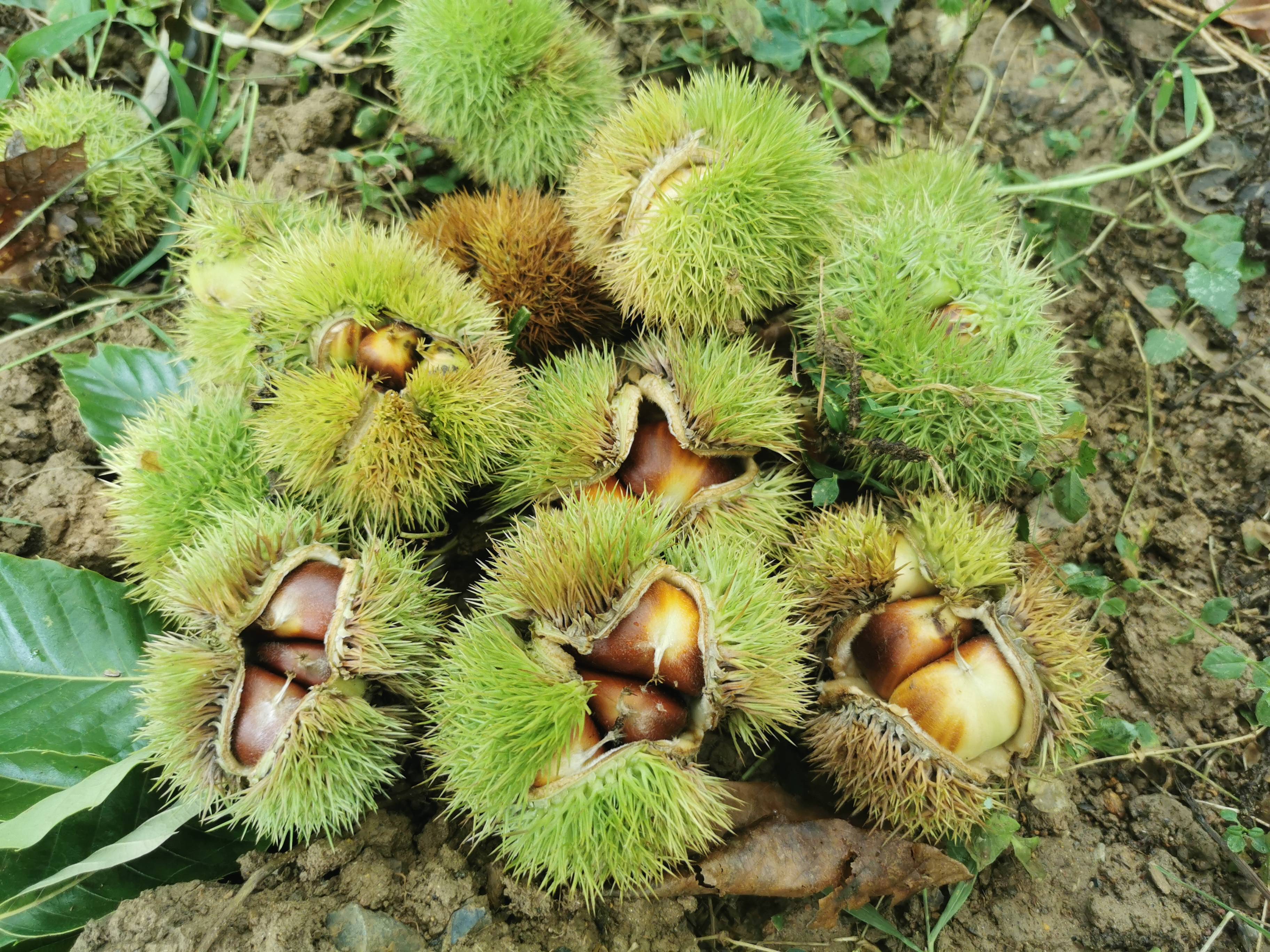 三部委联合印发通知 探索试行备案制 做好“千乡万村驭风行动”