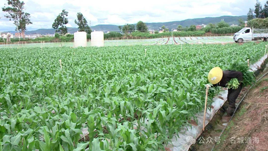 全国碳市场助力绿色转型 生态效益与经济效益双赢