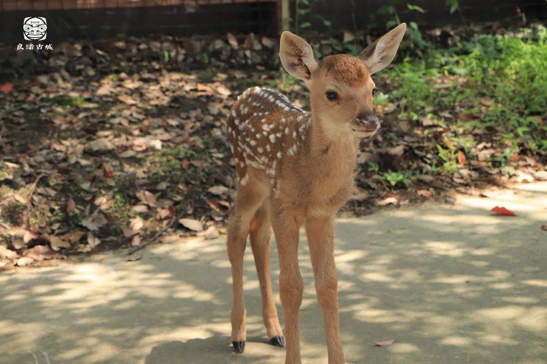 西气东输“新成员”上线 年输气能力150亿立方米