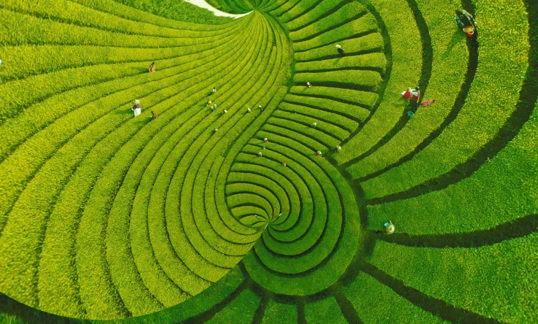 产业赋能乡村振兴 共绘美丽乡村新画卷