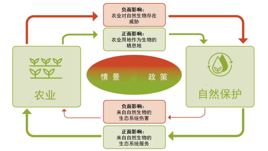 聚焦COP29|隆基绿能联合世界自然保护联盟(IUCN)发布生物多样性保护倡议