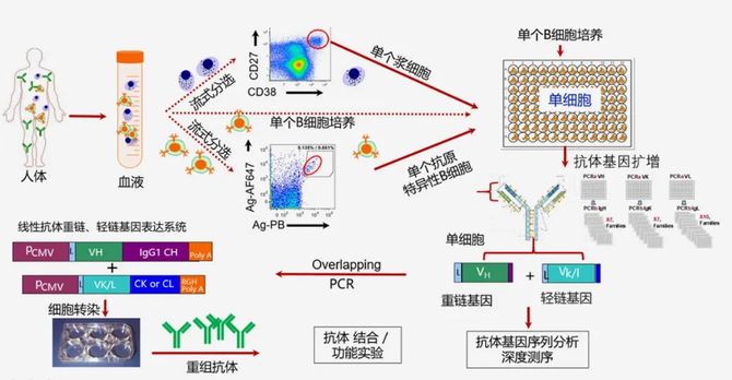 加快两大管线药物研发 默达生物完成数千万元A1轮融资