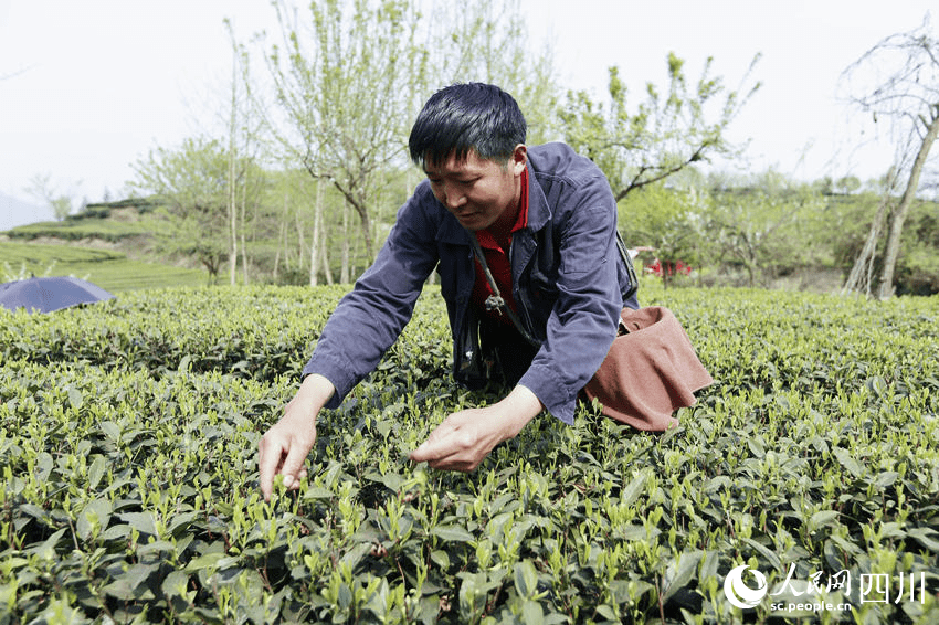 茶山披“光”甲